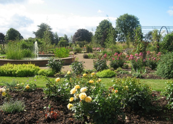 ella es una rosa muy bonita una rosa que encontre en el jardin