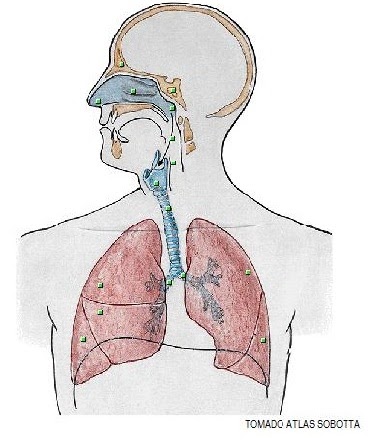 GLOTIS, descubre tu voz. VAYAMOS POR PARTES (1)