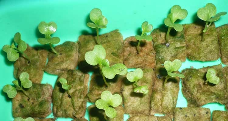 Sawi Shinta Hidroponik Ketapang - Sawi Shinta