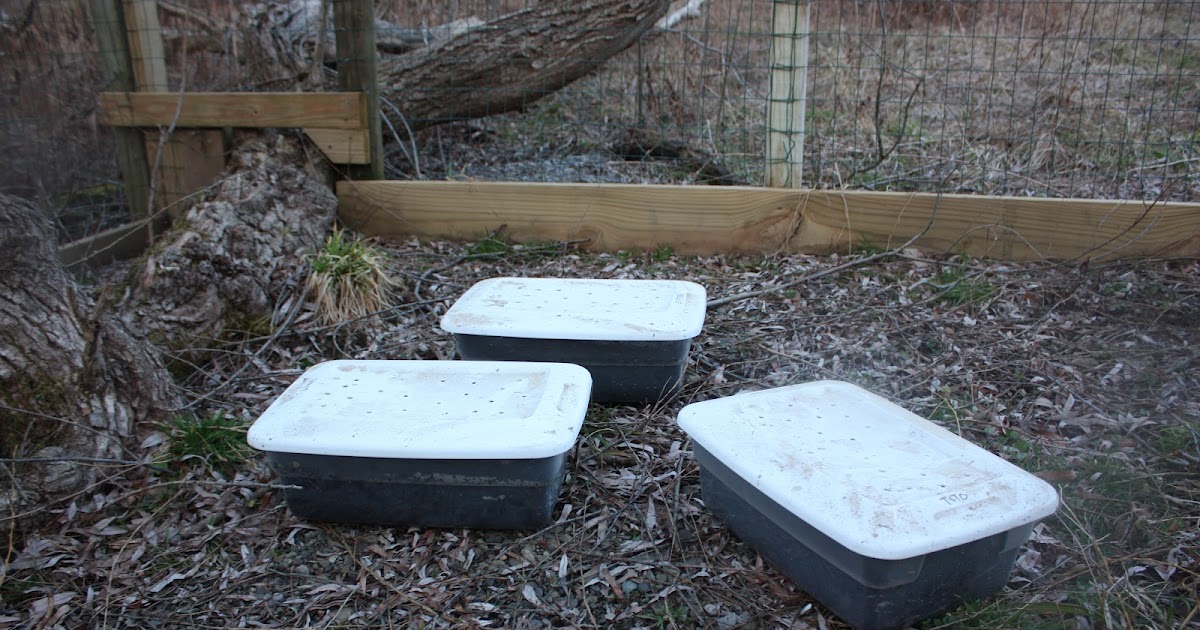 Czar of the Woods Farm Box Turtles Emerge from Winter Hibernation