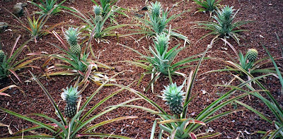 http://2.bp.blogspot.com/-4nBCD1IpvFg/U1Y8ghh2nJI/AAAAAAAAYKM/cJIqPsQ29pE/s1600/pineapple+planting.jpg