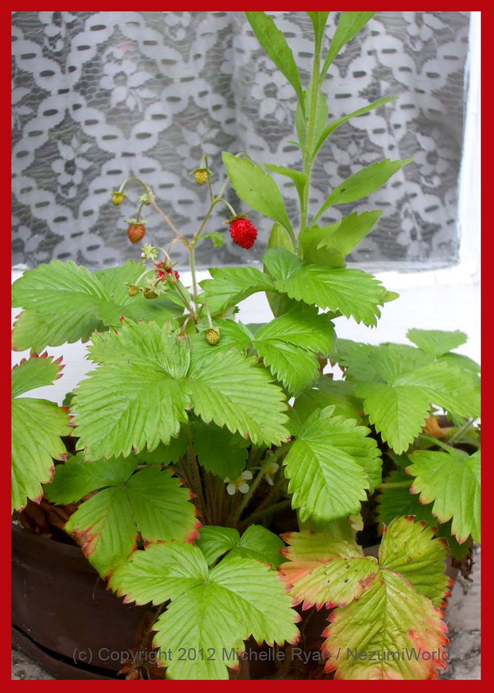 Strawberry Patch Update