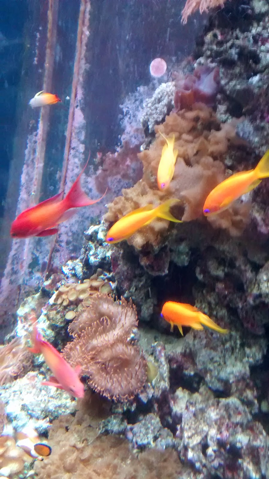 Mit Kind in Berlin Erfahrungen Sea Life Runzelfuesschen Mit Kind in Berlin Erfahrungen Sea Life Runzelfuesschen