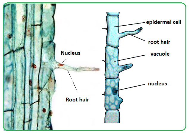 Biology Notes for IGCSE 2014 & 2024: # 61 Root hairs and water uptake by  plants