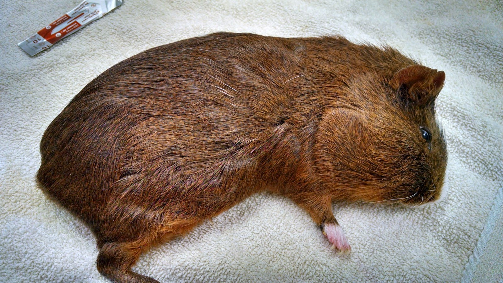 A Vet's Guide To Life Gooey Guinea Pig Abscess