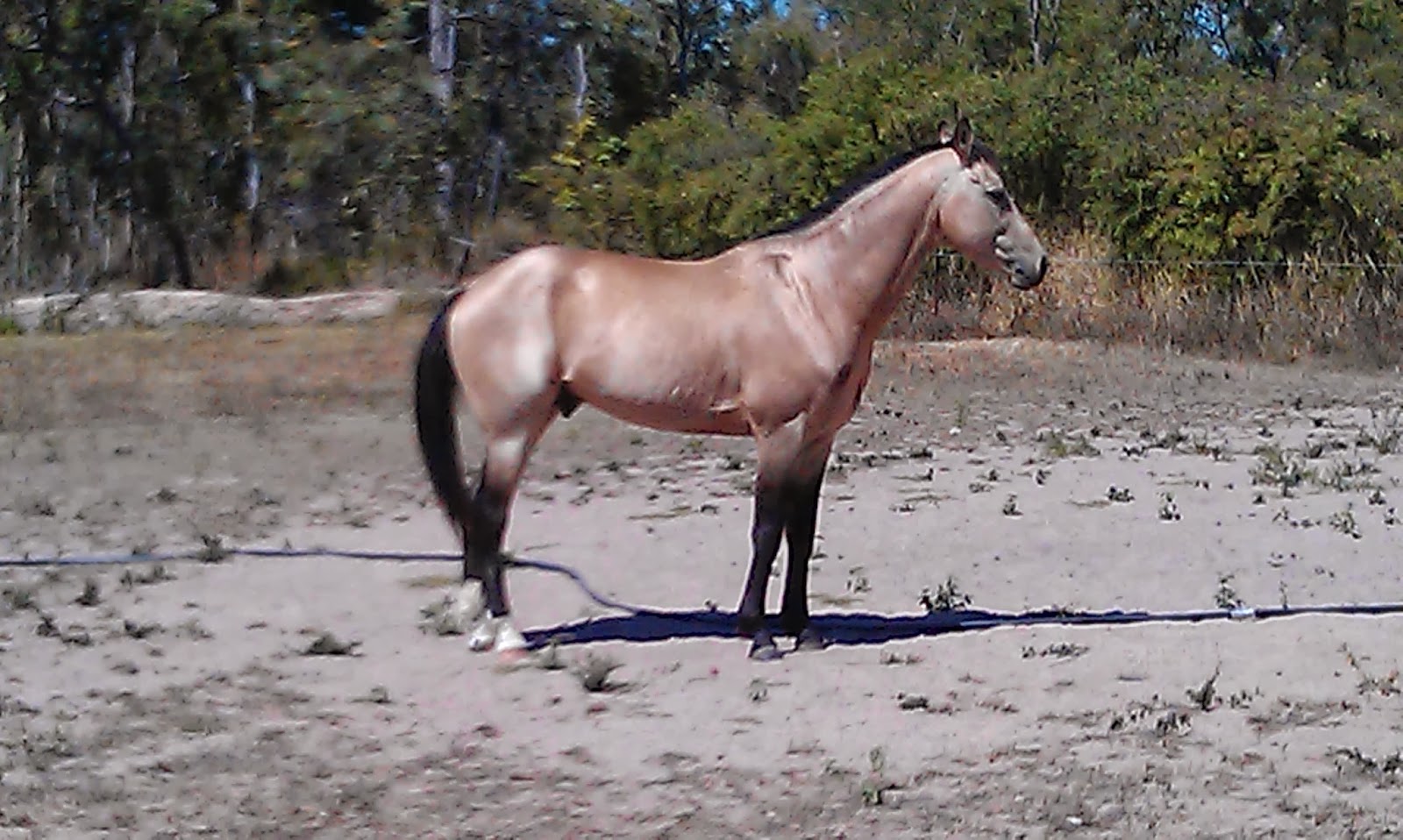 Racing Quarter Horses