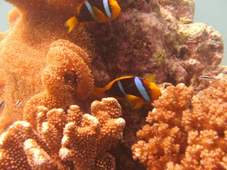 nemo fish under sea wallpaper picture animal pets