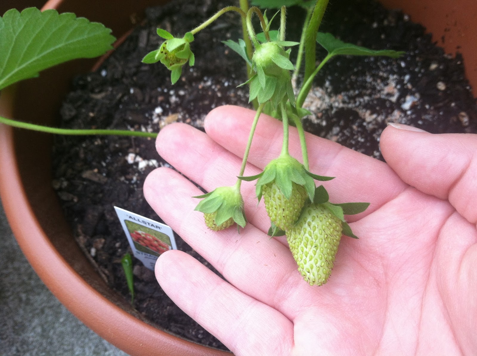 Happily Ever Crafter My Wee Strawberry Plant