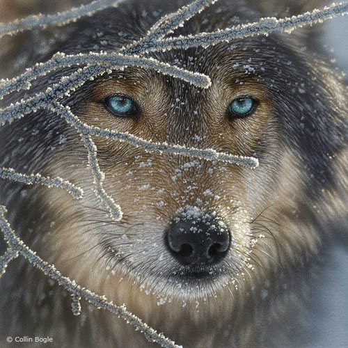 13-Wolf-Collin-Bogle-Animal-Wildlife-in-Art-www-designstack-co