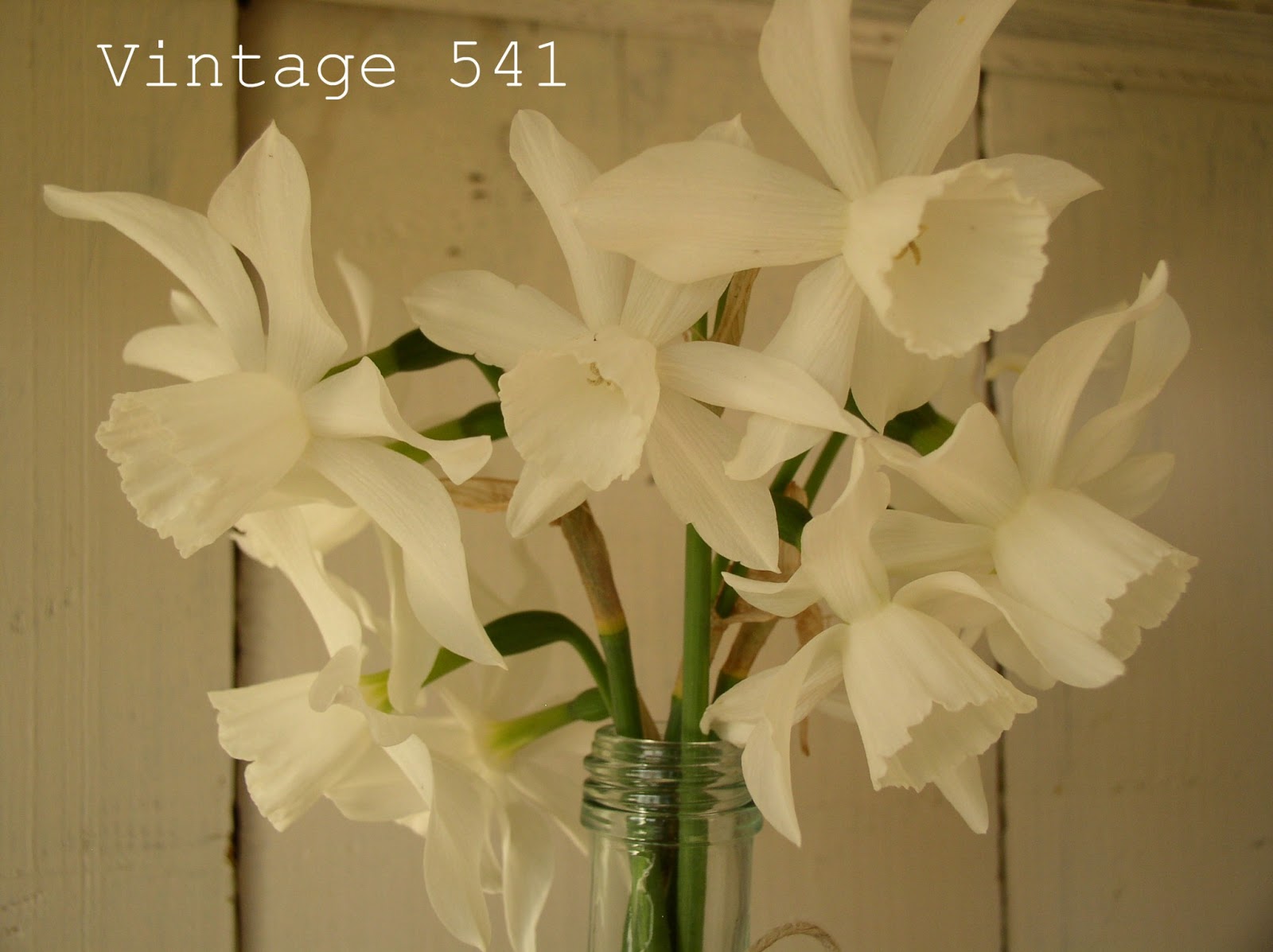 Vintage 541 White Daffodils