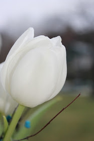 White tulips