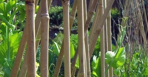 Www Cam Kabugu Com Bambu Cubuk Bambu Cubuklar Bambu Cubuk Bambu Cubuklar Bambu Cubuk Fiyatlari Bambu Cubuk Fiyati Bambu Destek Cubugu Bambu Cubuk Bambu Bitki Destek Cubugu Bambu Bitki Destek Cubuklari Bambu Cubuk Fiyat Bambu Cubuk Satis Bambu Cubuk