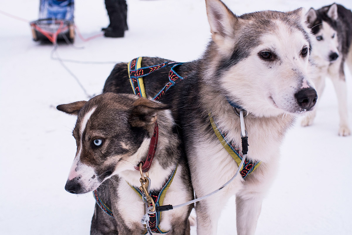 Lapland, noorderlicht & more: zweden