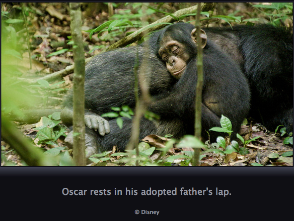 disney plus chimpanzee disney plus chimpanzee