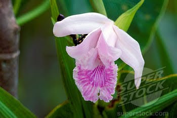 Amazon Rainforest flower plants