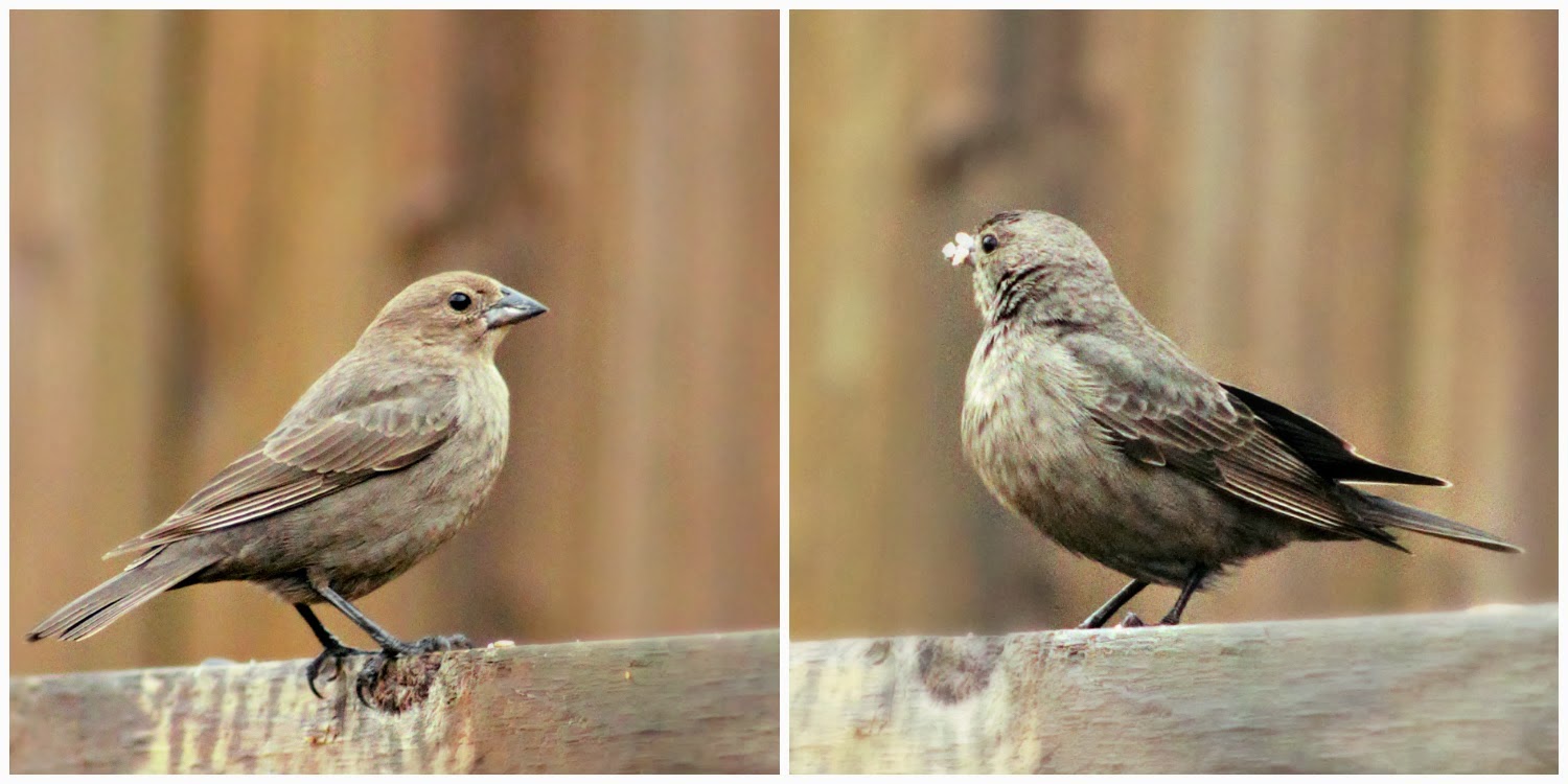 A Breath of Nature BrownHeaded Cowbirds Nuisance at the Feeders