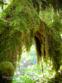 Shannon Hager Photography, Hoh Rainforest, Hall of Mosses