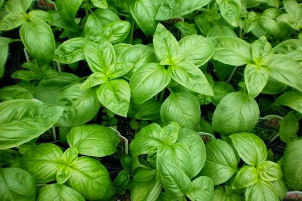 Basil Natural Mosquito Repellent