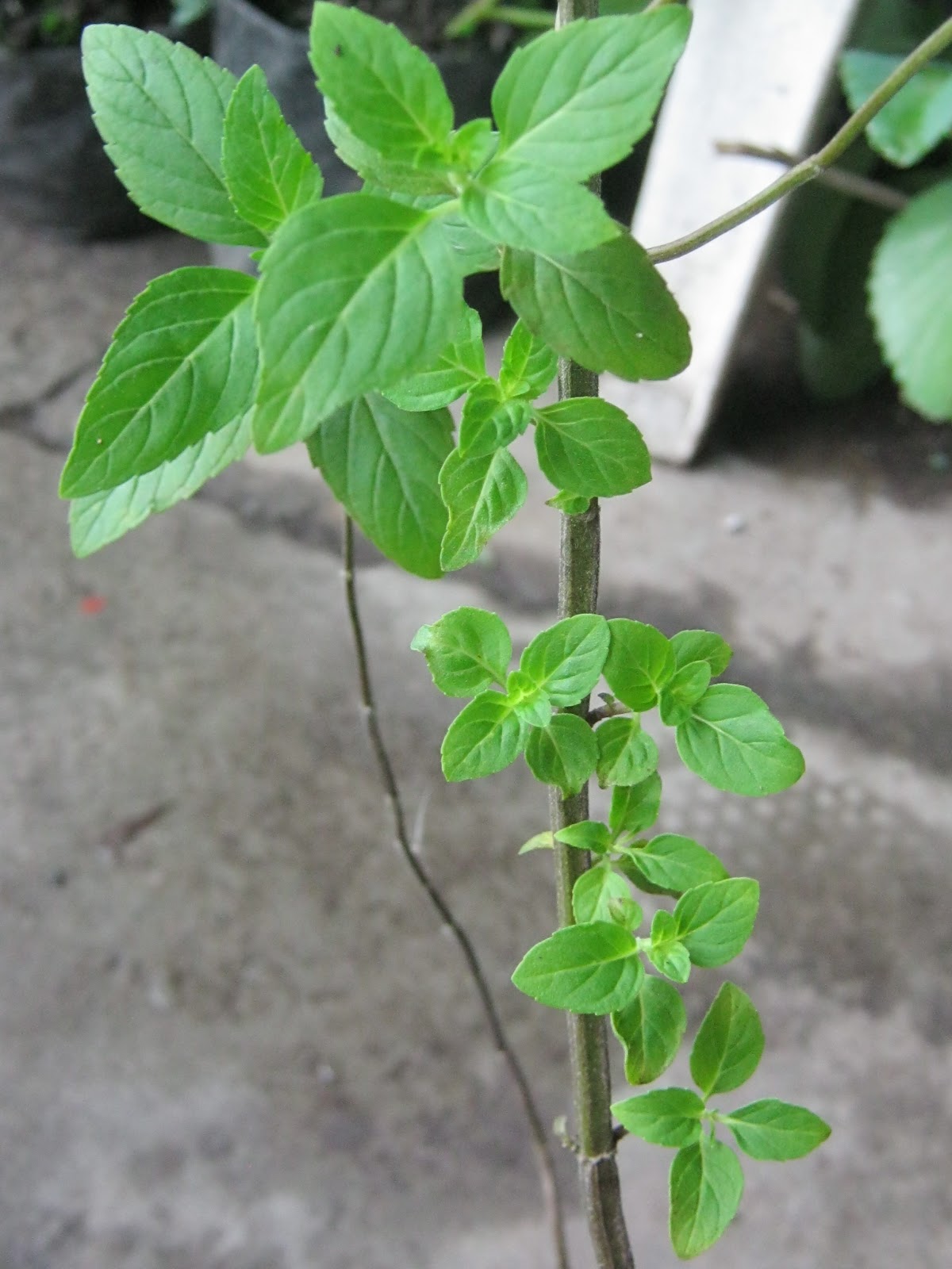 DIY Love Japanese Mint Facial Steam & Salt Scrub