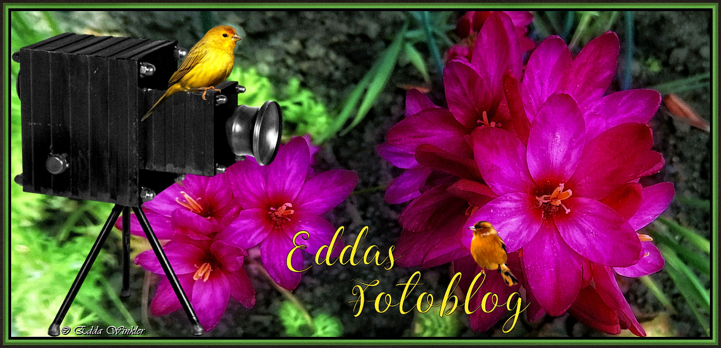 Eddas Foto Blog