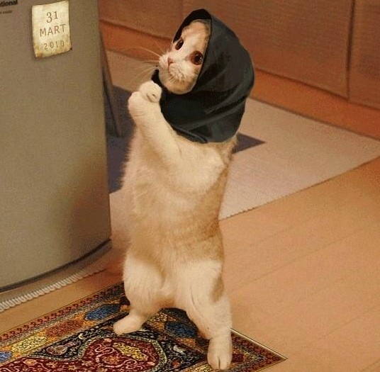 Check It Out !!: Wanita Yang Masuk Neraka Karena Seekor Kucing