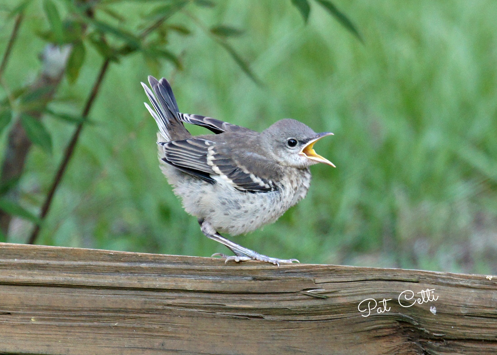 Young Mocking bird