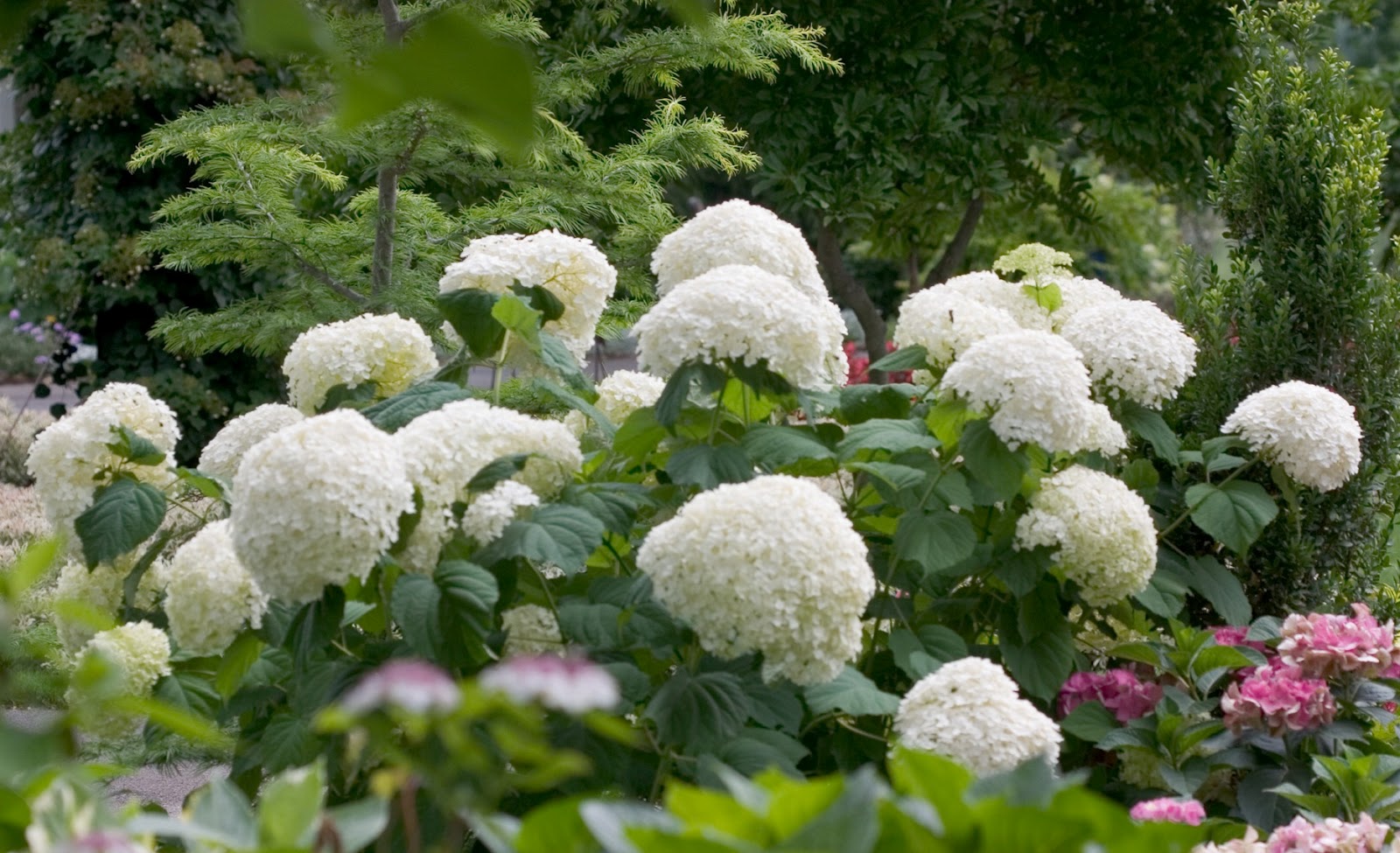 Three Dogs In A Garden The New Dwarf Hydrangeas