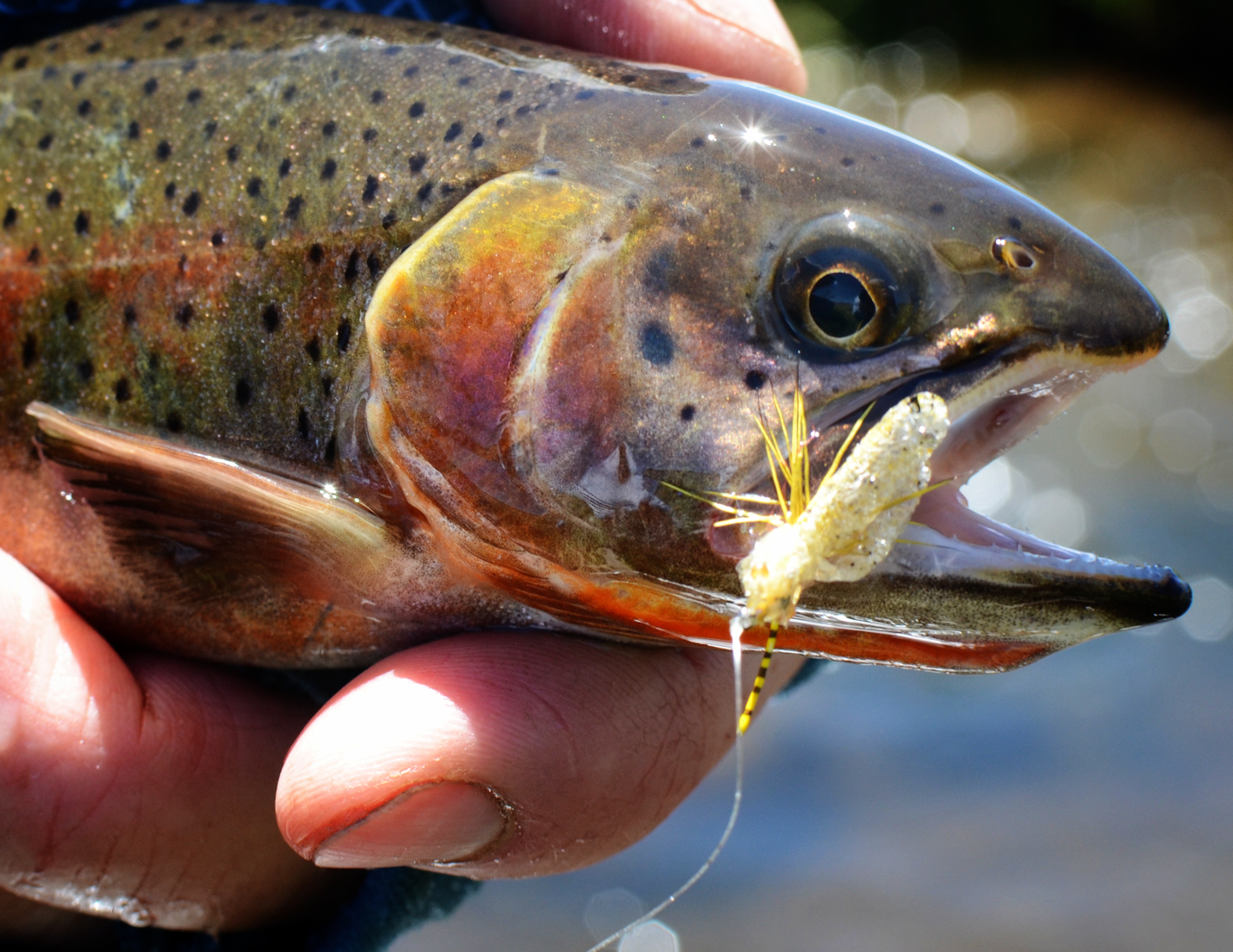 The UMButt Sally A Yellow Sally Fly Pattern Fly Fish Food Fly Tying and Fly Fishing