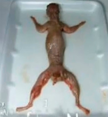 feto de extraterrestre reptiliano