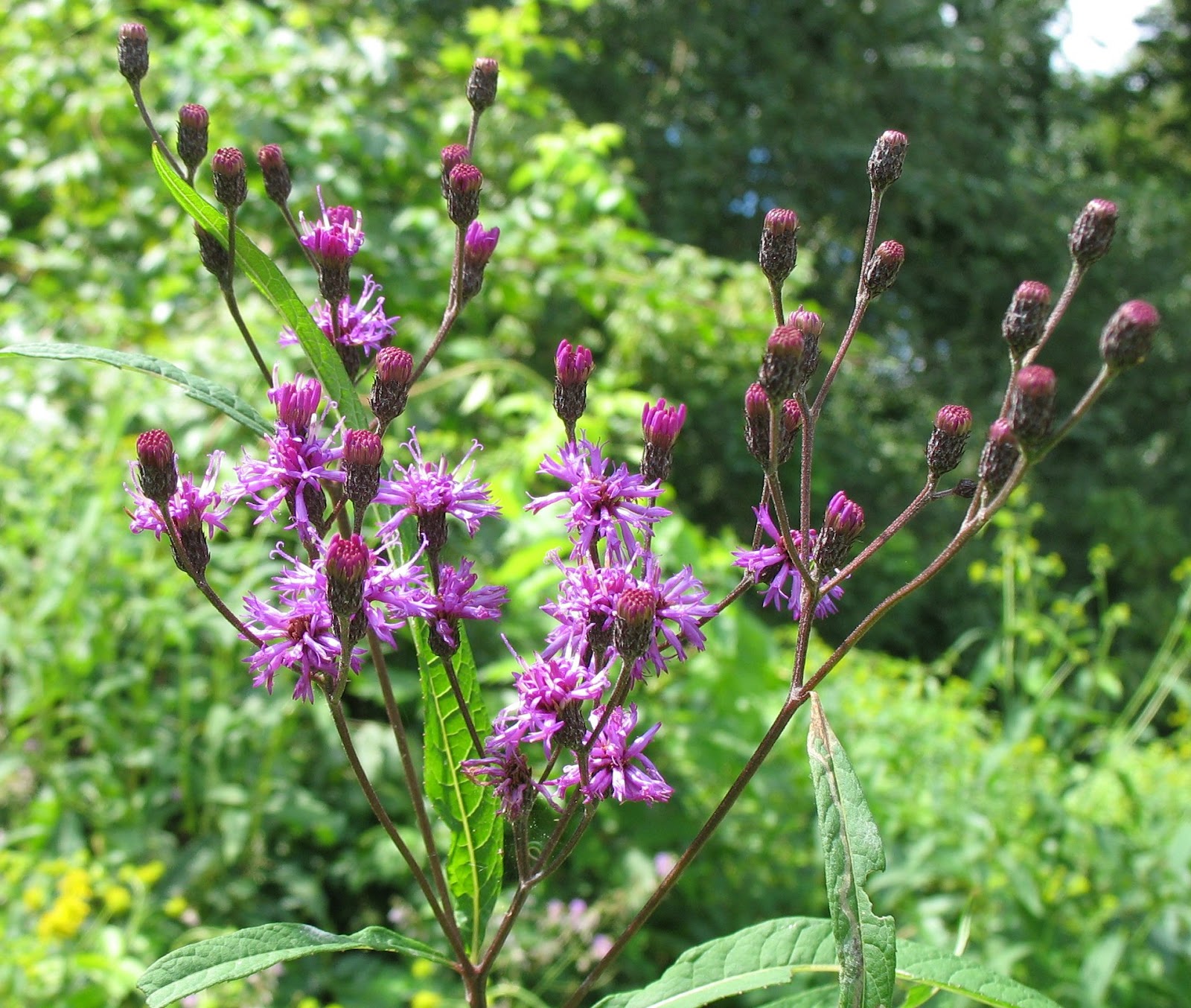 List 98+ Pictures Weeds In With Pictures Superb 09/2023