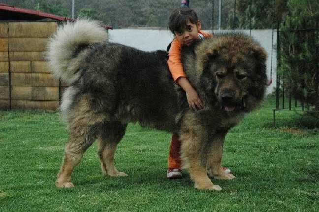 Russian Dog That Hunts Bears Puppies Russian Dog That Hunts Bears Puppies