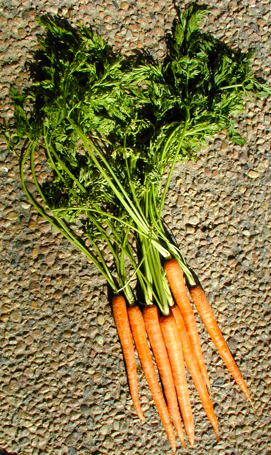 A Wandering Botanist Botany Rules 2. Scientific Names, Genus and Species