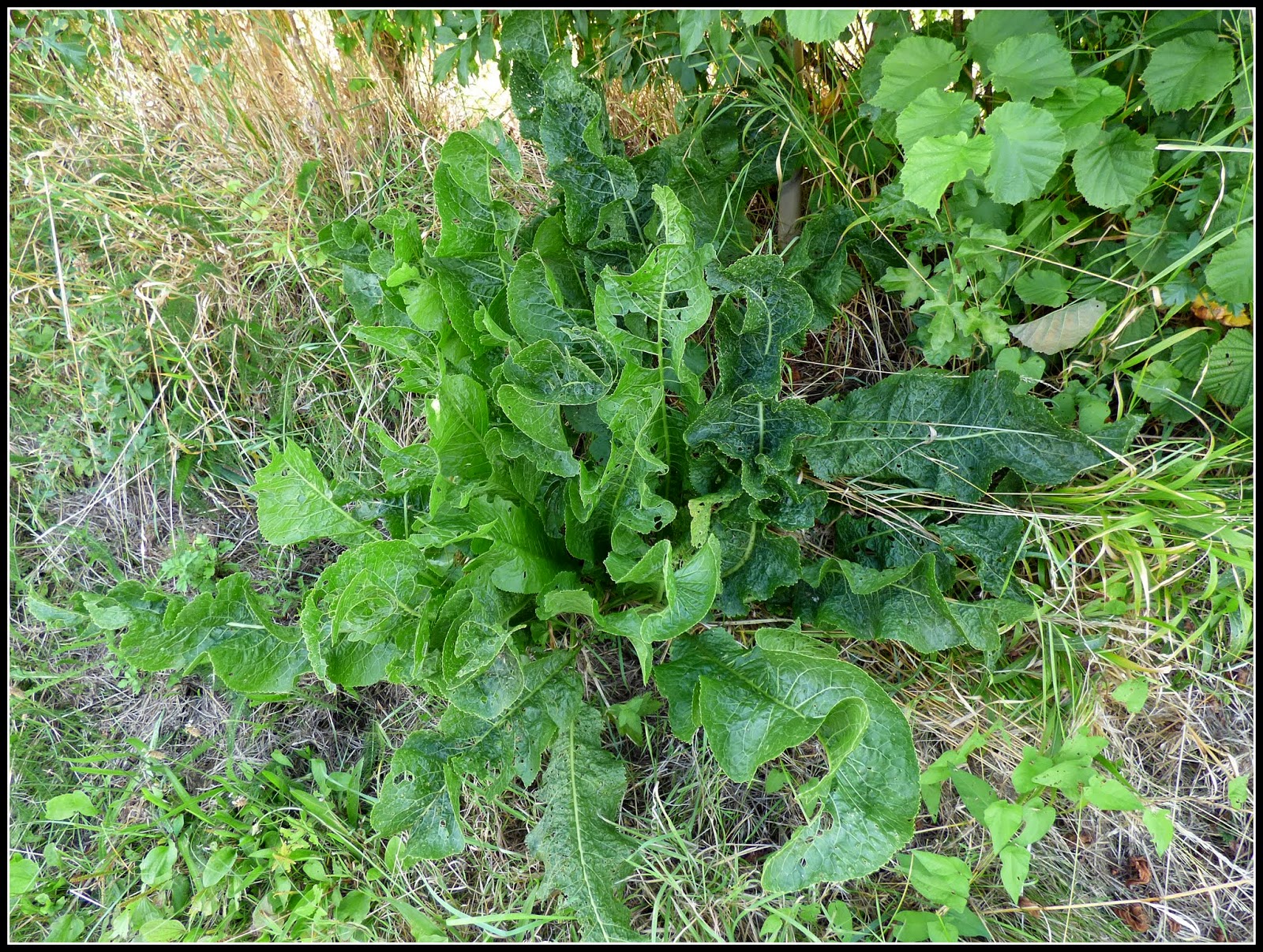 Mark's Veg Plot Horseradish