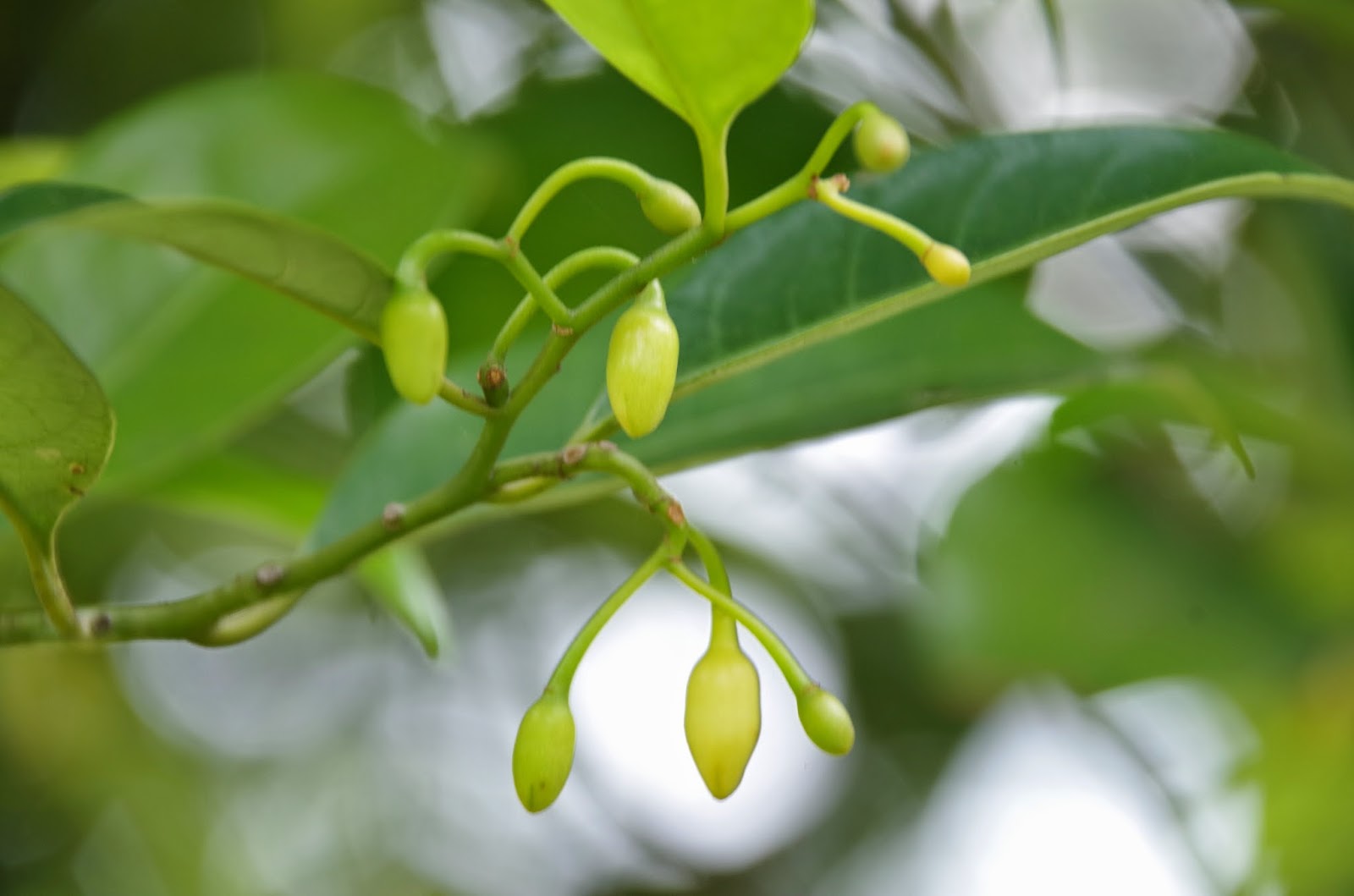 Trees and Plants Nutmeg