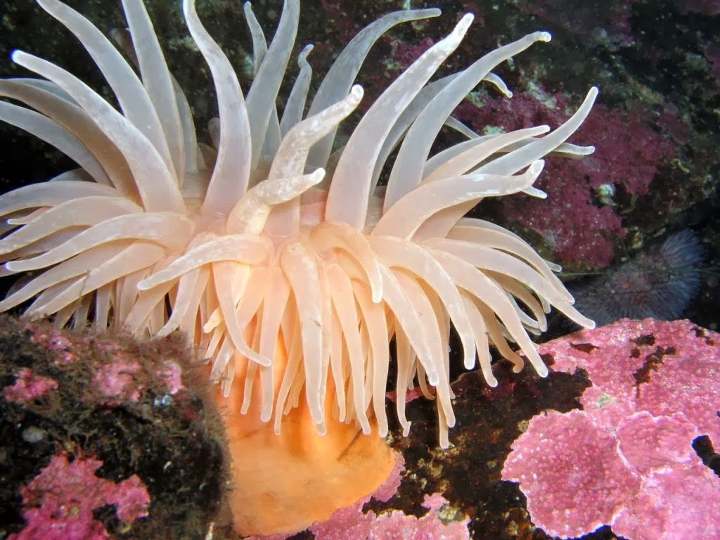 Sea Anemone - Fishes World - HD Images & Free Photos