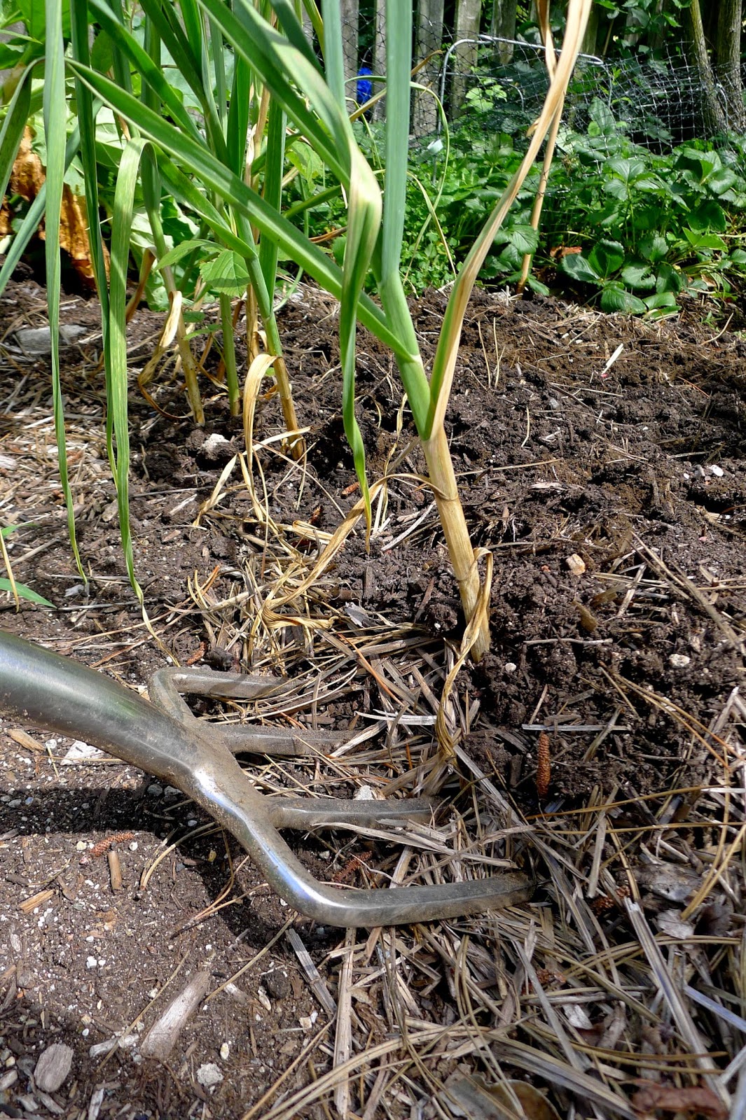 Harvestin garlic, urban farming