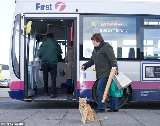 Cat Loves to Ride Bus Photos Funny And Cute Animals