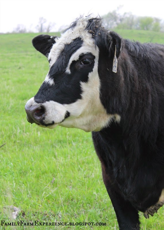 hairy cow calf hairy cow calf