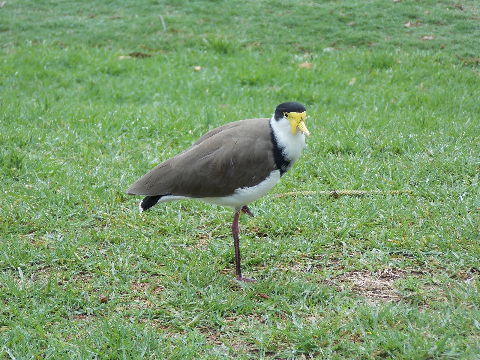 Best Big Birds Wallpapers - Various Bird Species