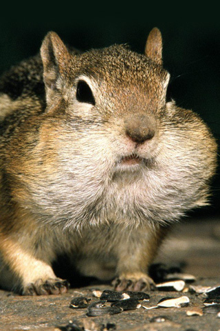 Image result for fat face chipmunk