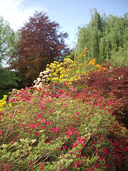 massif  coloré