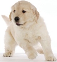 Cachorros+fofos