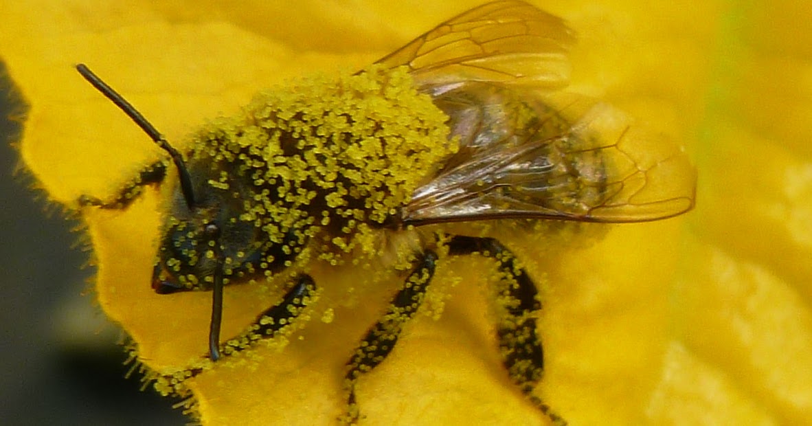 Victory Gardens for Bees Pollen Gets in Your Eyes