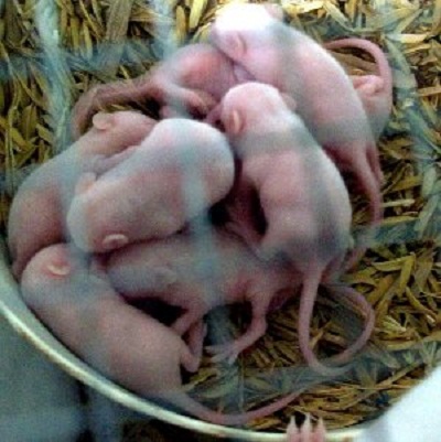 Gambar Tikus