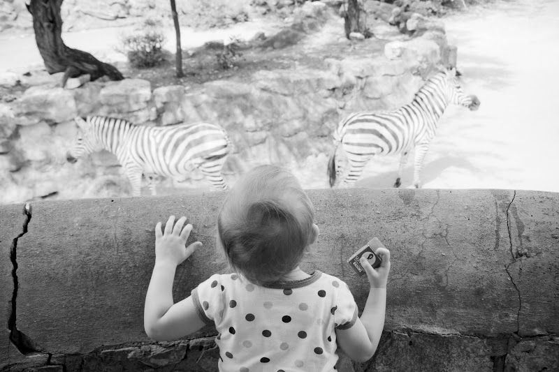 baby zebra animal kingdom lodge dies baby zebra animal kingdom lodge dies