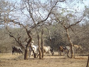 A Maldhari tribal grazing cattle inside Gir National park.