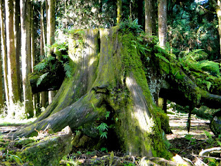 Pig-shaped Old Stump Alishan Forest Taiwan