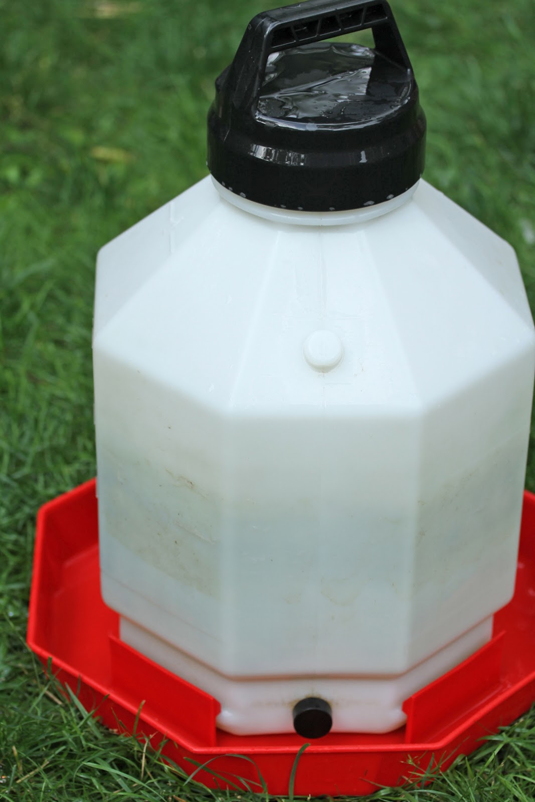 Makin' it with Frankie Watering Solution for Ducks