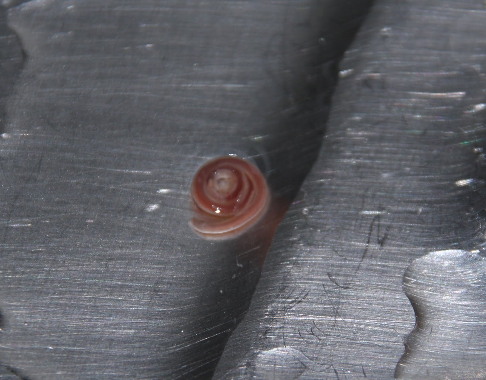 Clonlin How did the worm get into the fish