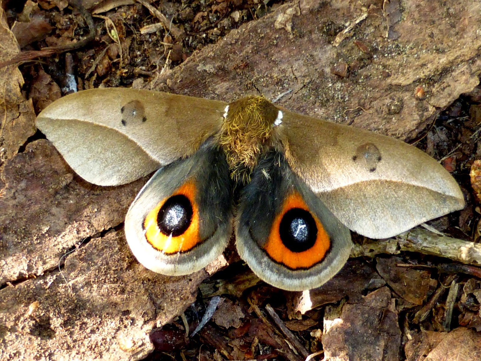 Automeris naranja Automeris naranja male defensive position